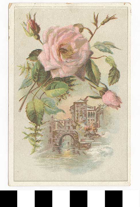 Thumbnail of Greeting Card: Pink Rose (1972.21.0254)