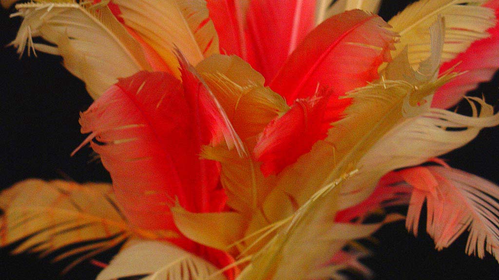 feather plume, yellow, white and red