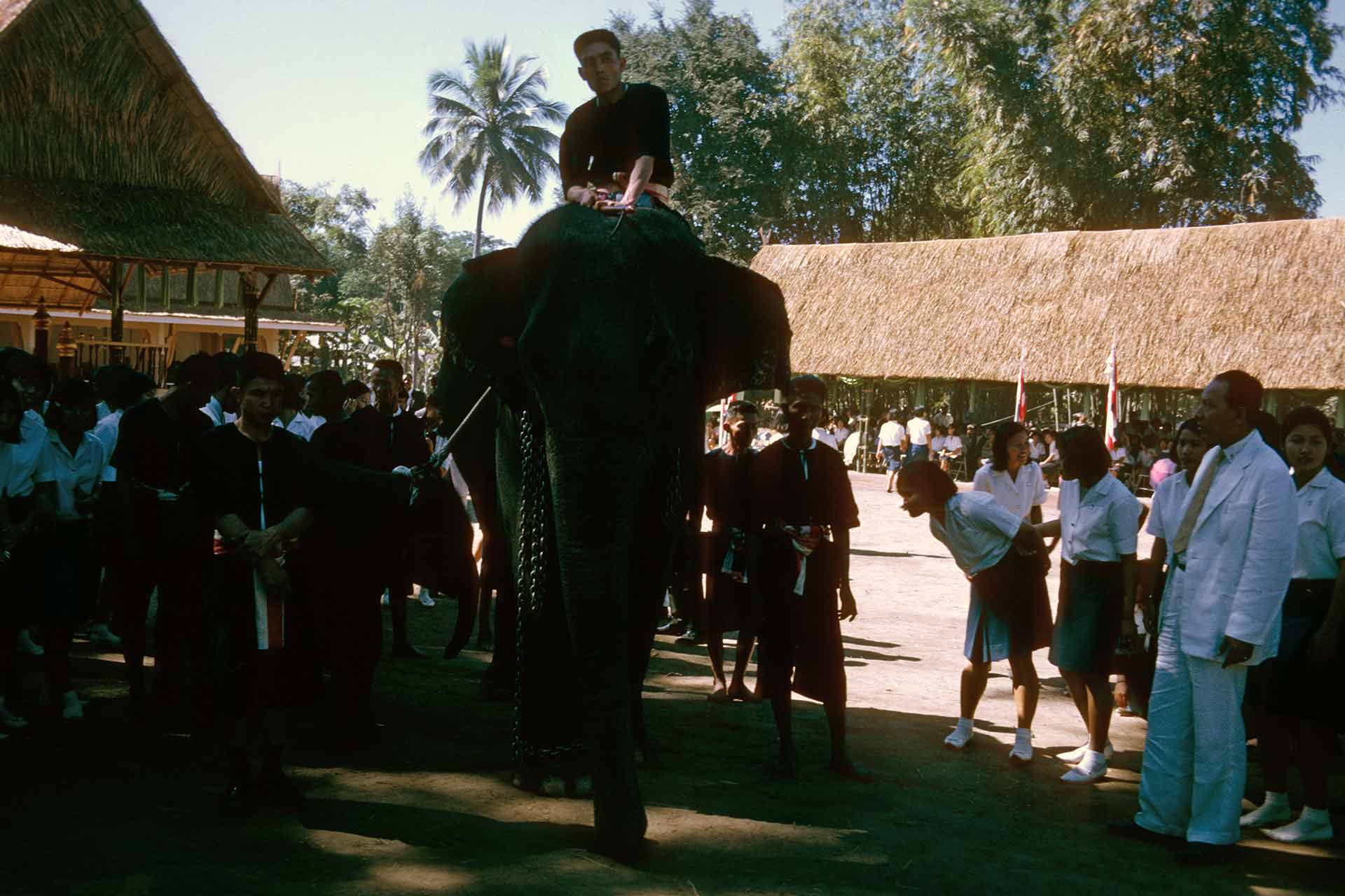 A man rides atop the mother elephant as it proceeds through a crowd of people