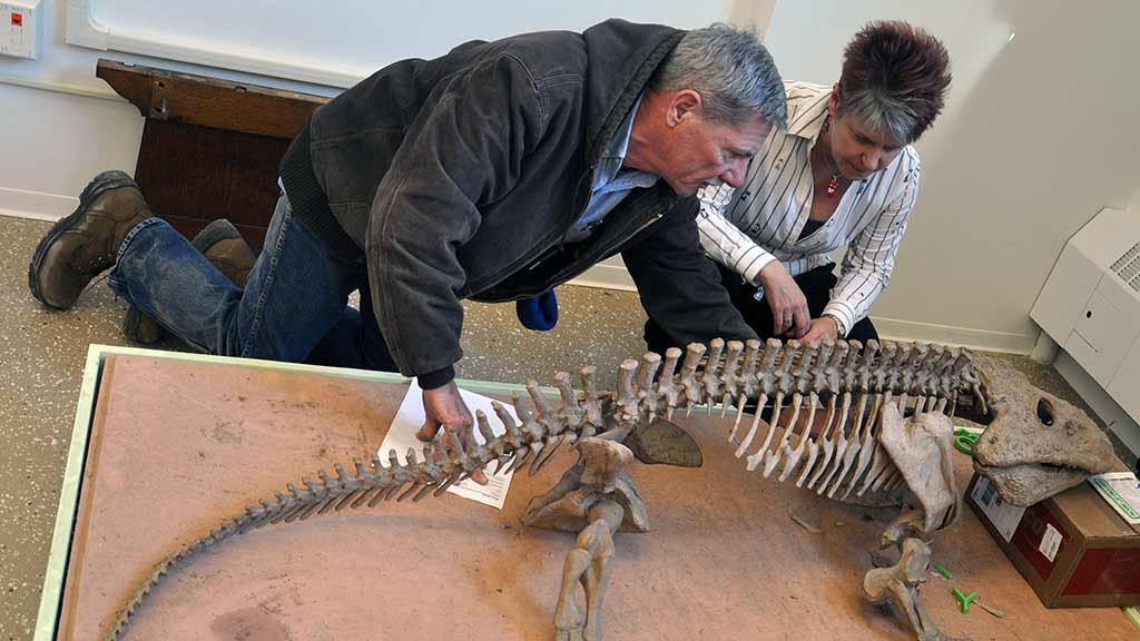 a man and a woman arranging a reptile looking fossil cast