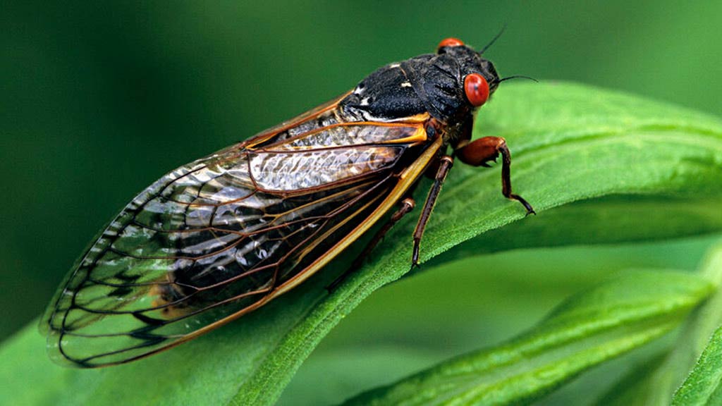 image of a Brood X cicada