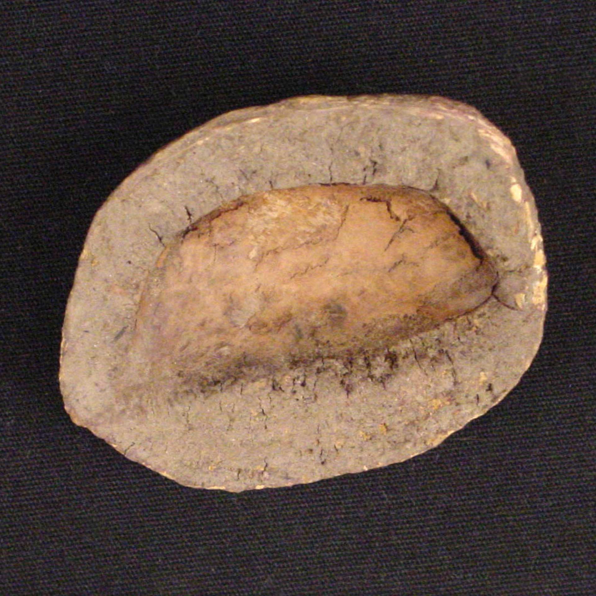 light brown plant nut with a carved out center