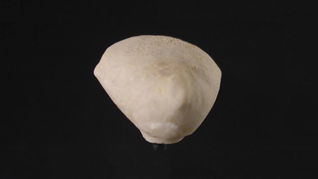 Figurine Fragment, Head, Stargazer (2000.17.0298)