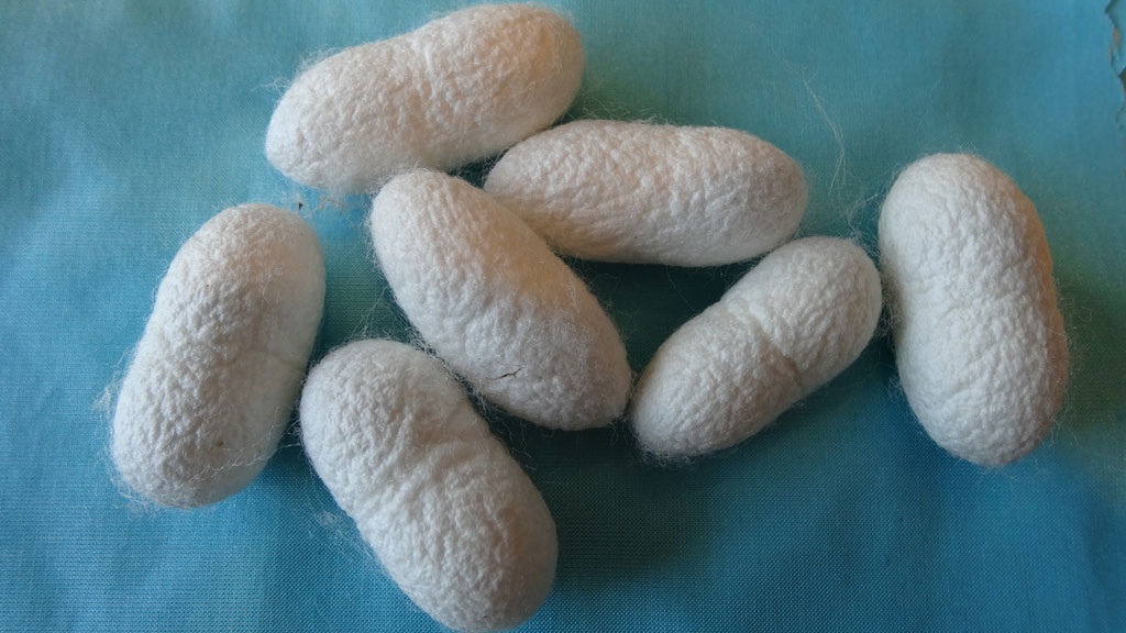 cocoons from the kit