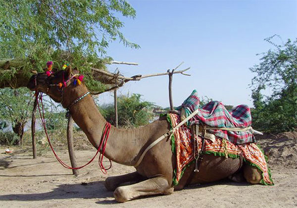 Live camel and tree