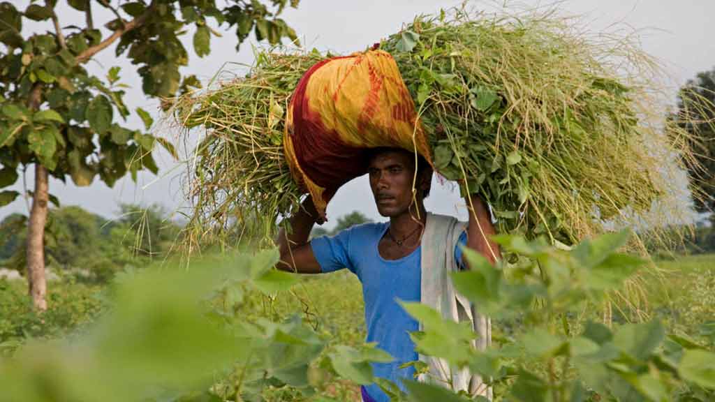 Film still of farmer carrying of bundle of vegetation on his head
