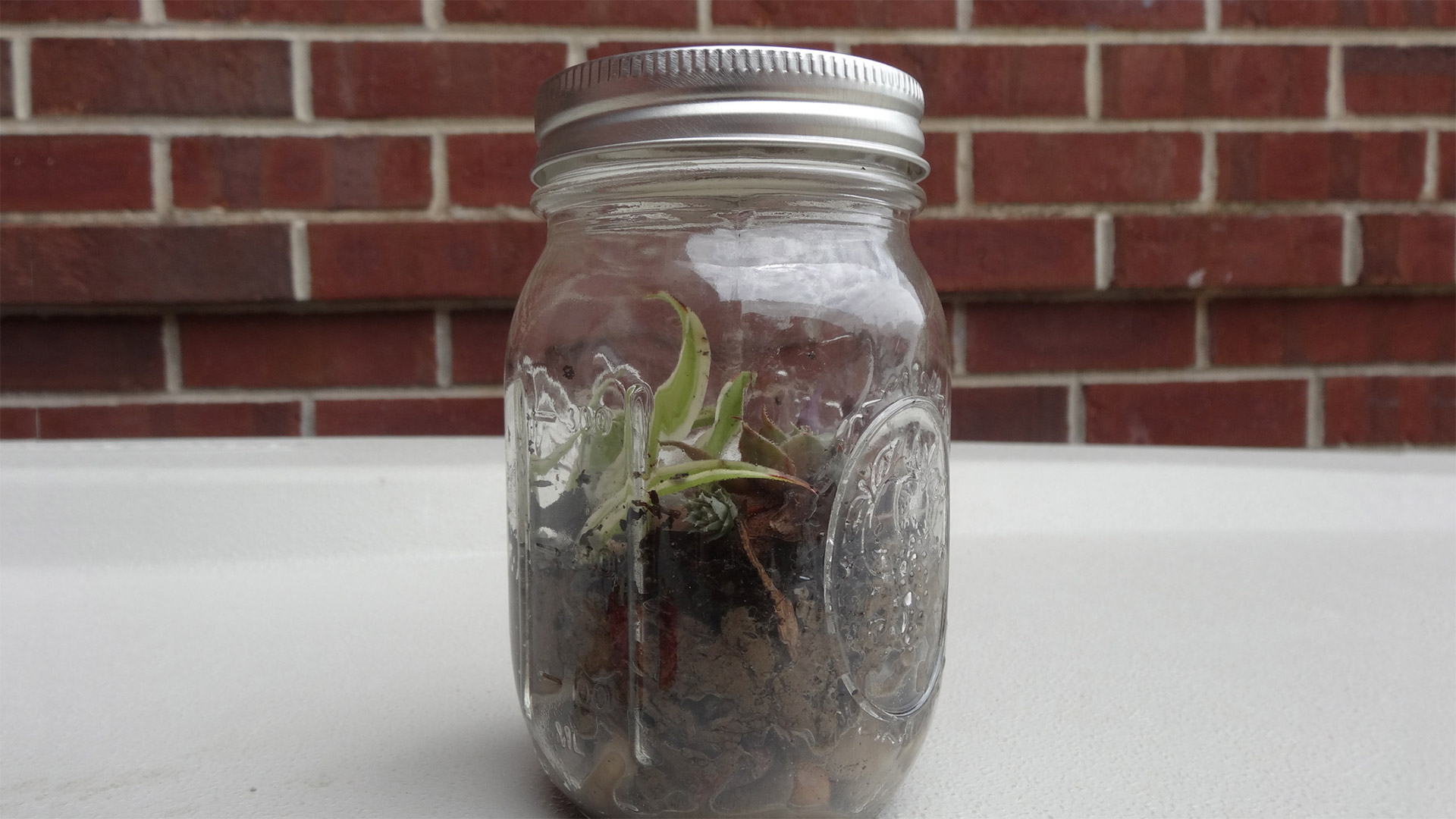 mason jar with a small green plant and moist brown dirt inside