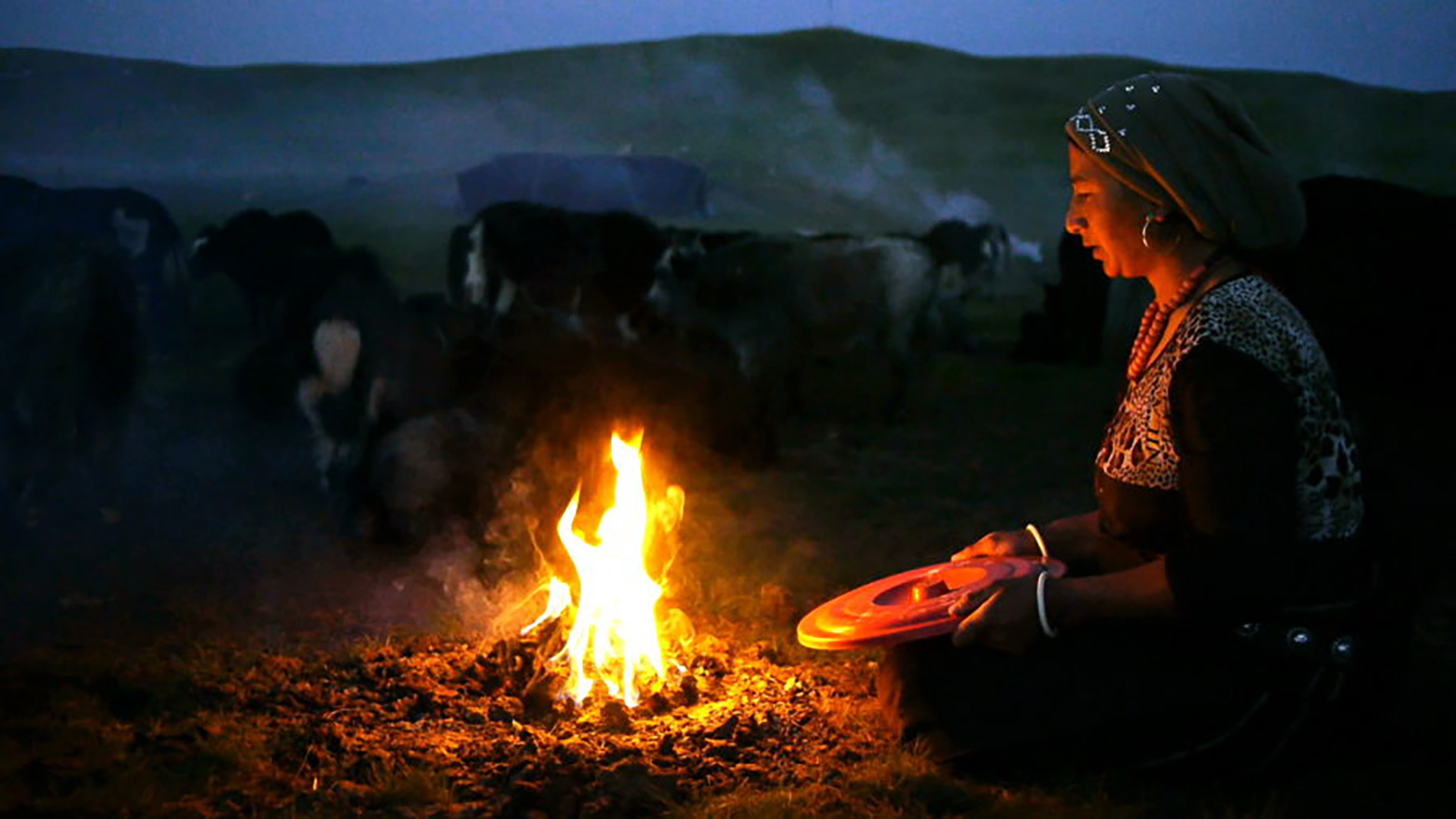 Drokpa woman sitting by fire near cattle
