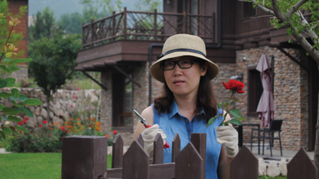 Chinese woman clips roses in garden