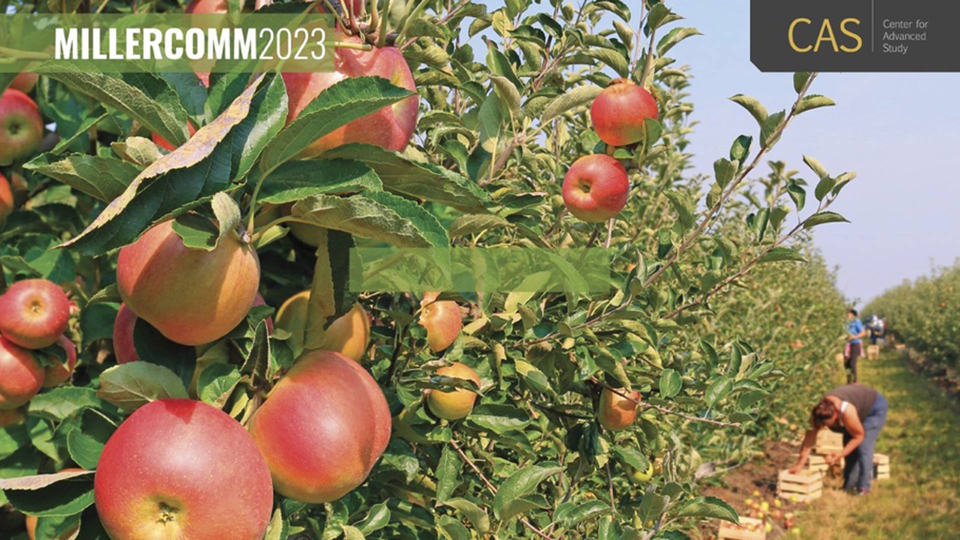 Workers picking bright red apples from trees in an orchard.