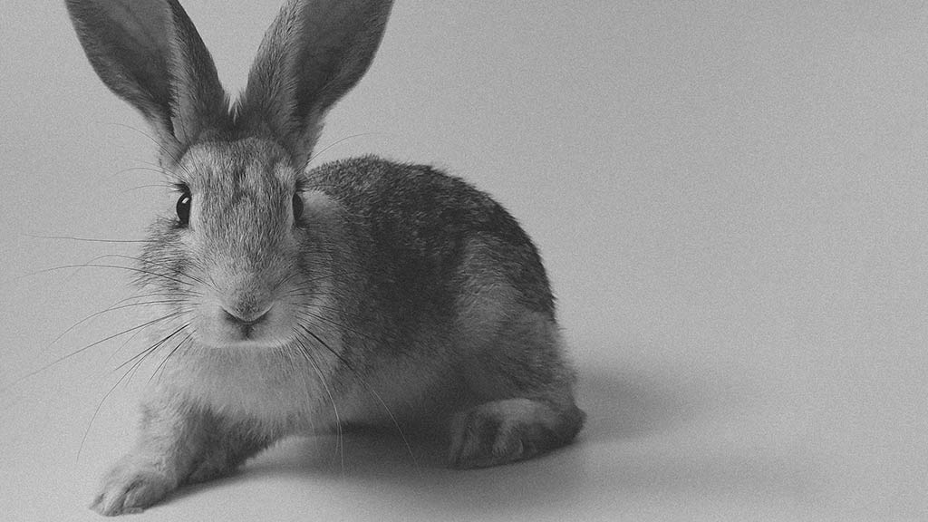 a black and white photo of a rabbit