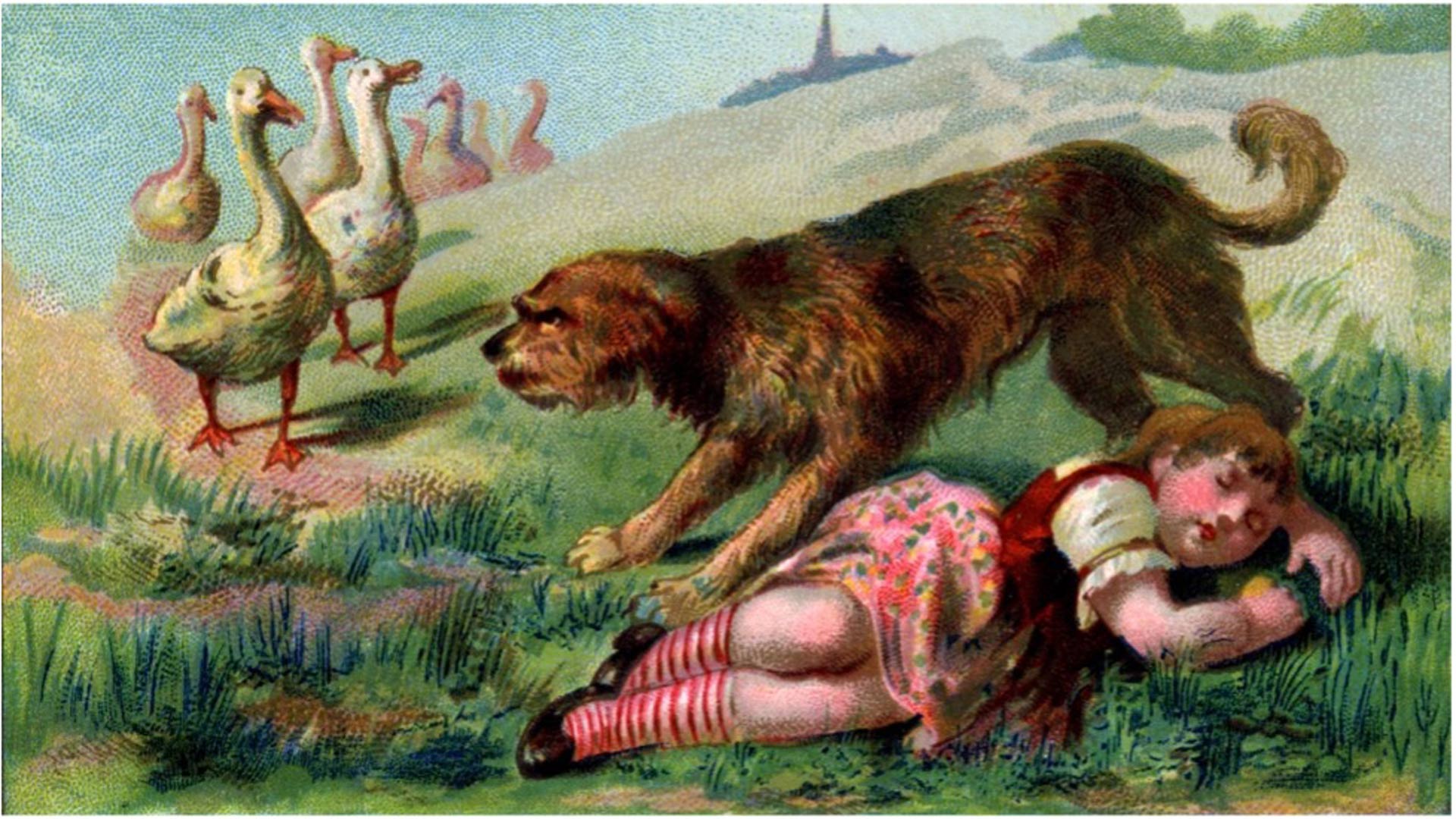 A dog defending a sleeping girl from ducks in a green field.