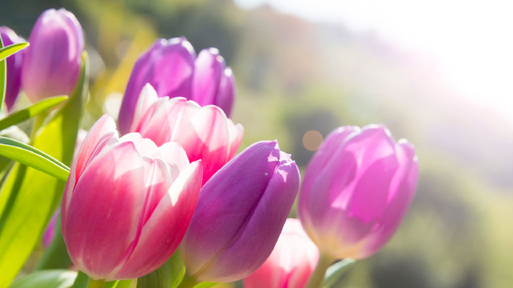 6 purple and red and white tulips in a green field 