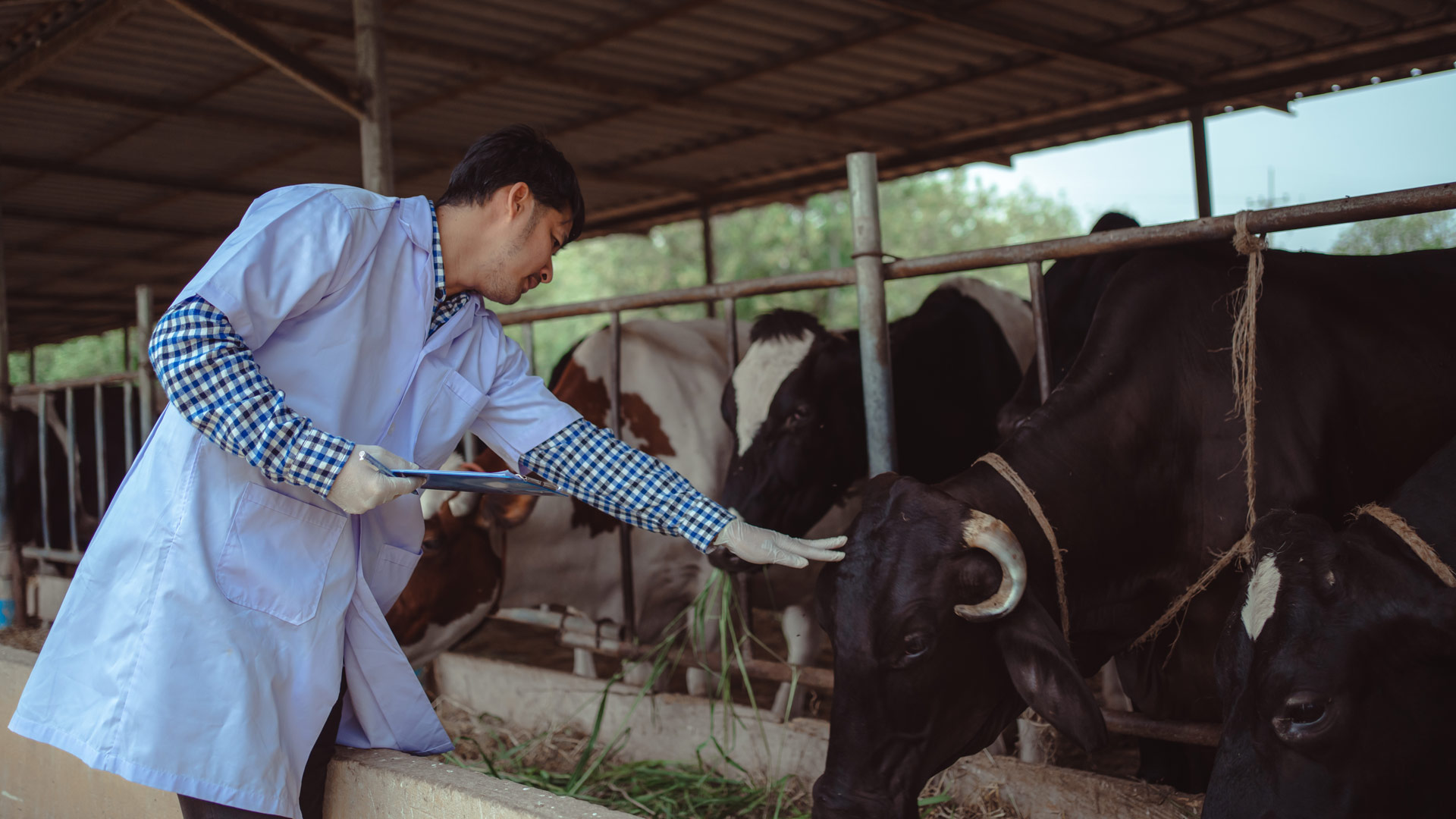 Veterinarian holding a clipboard and petting a cow's head while the cows eat in a barn.