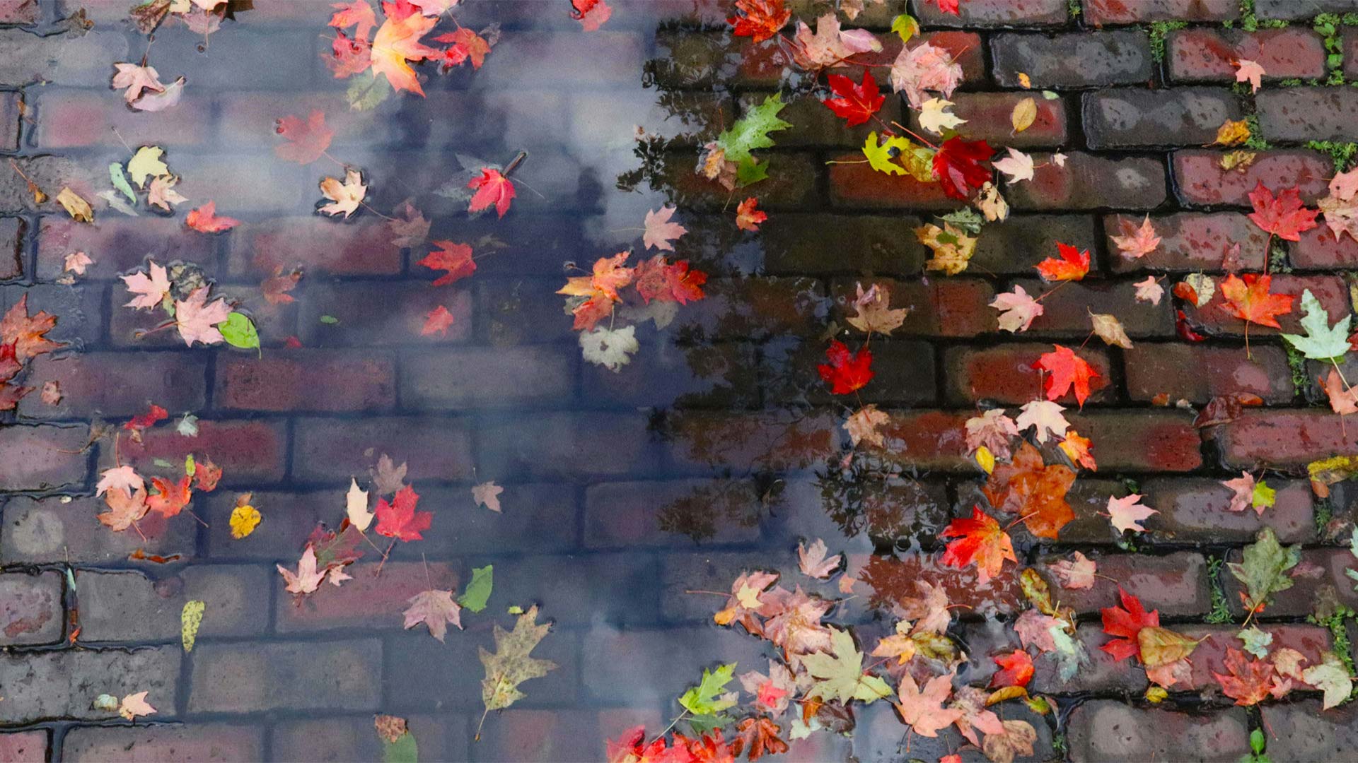The shadow of trees overhead is reflect in a puddle soaking a brick pavement covered in fall-colored leaves