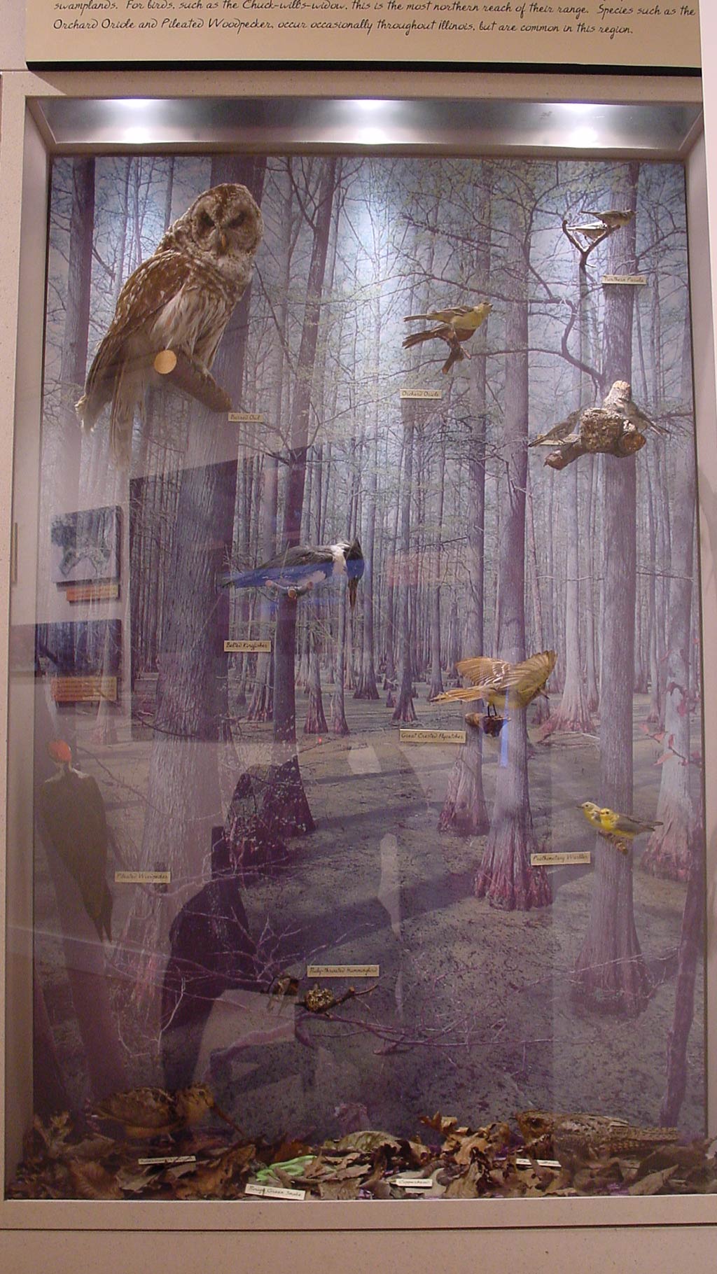 display case with different bird species in the forest