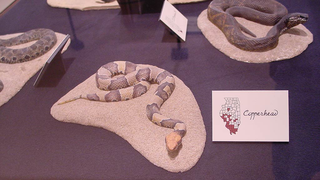 copperhead snake featured with other snakes around