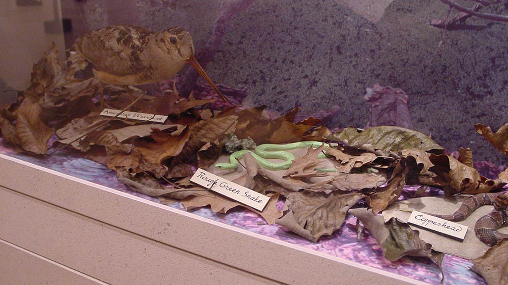 snakes and leaves in a case with different names