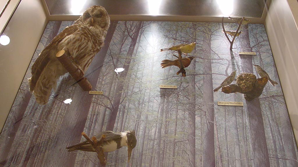 close-up of the different bird species in the forest case