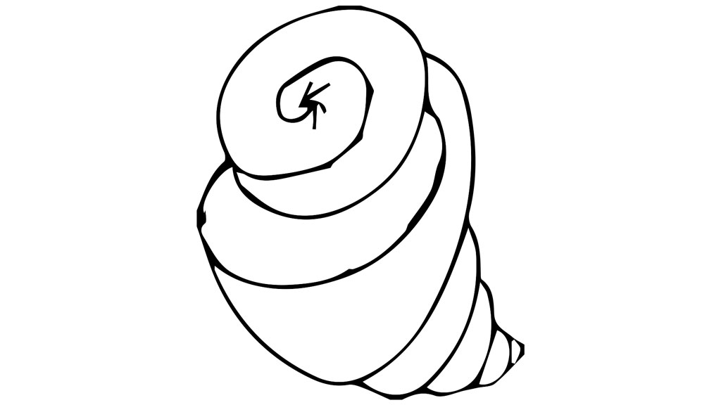 sketch of conch shell (Sankha)