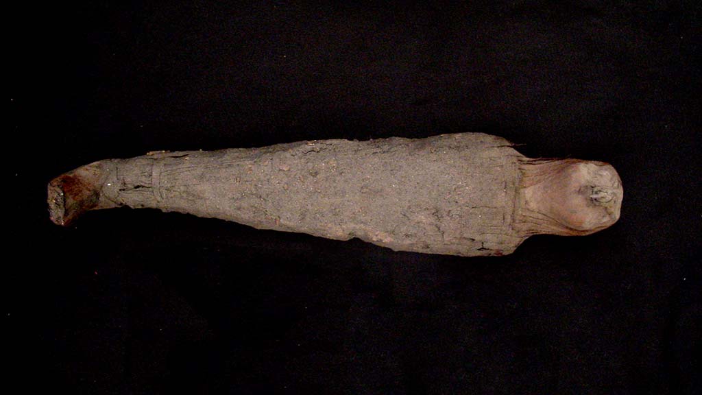 miniature mummified animal with a beak