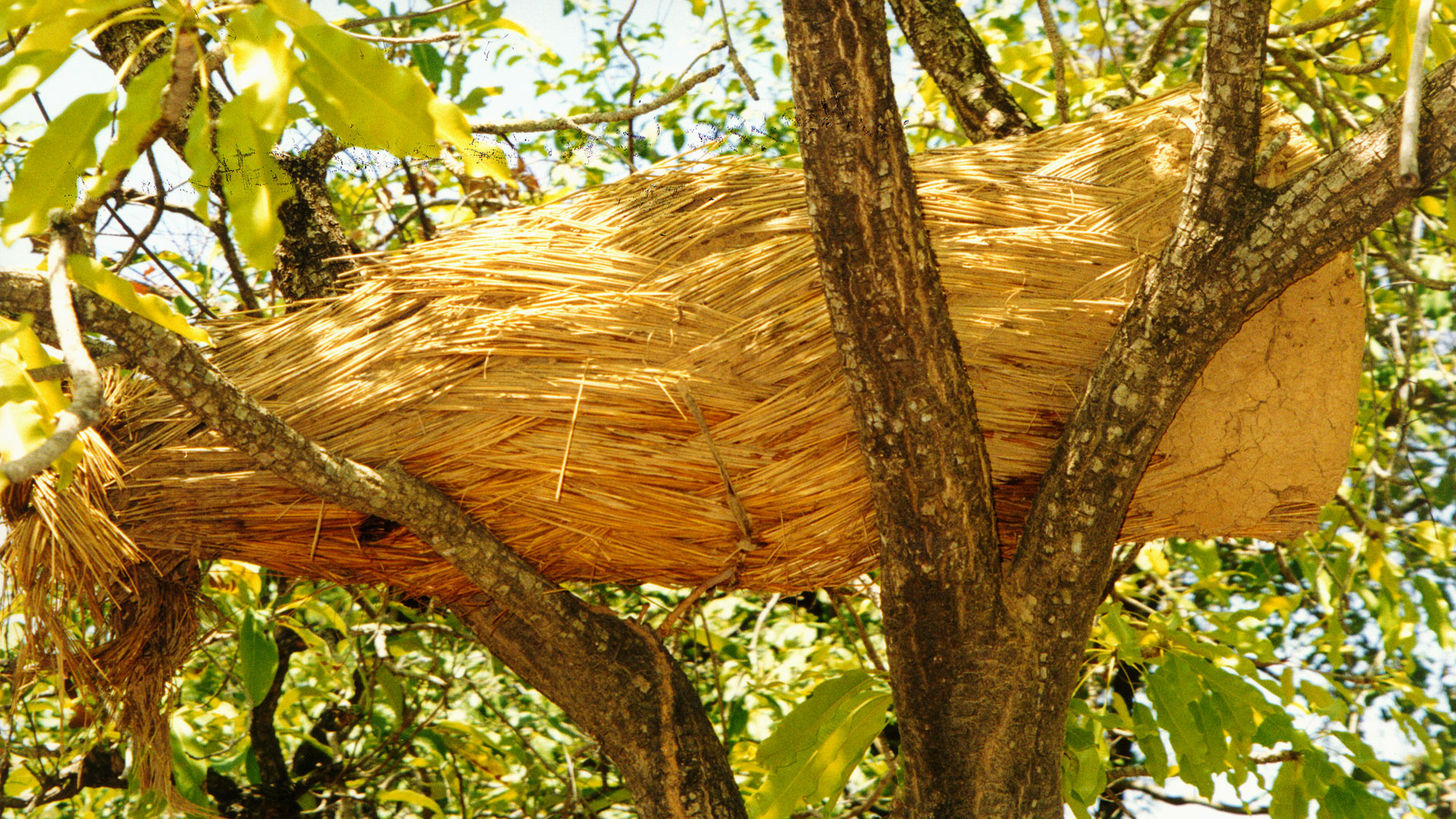 beehive shell in a tree